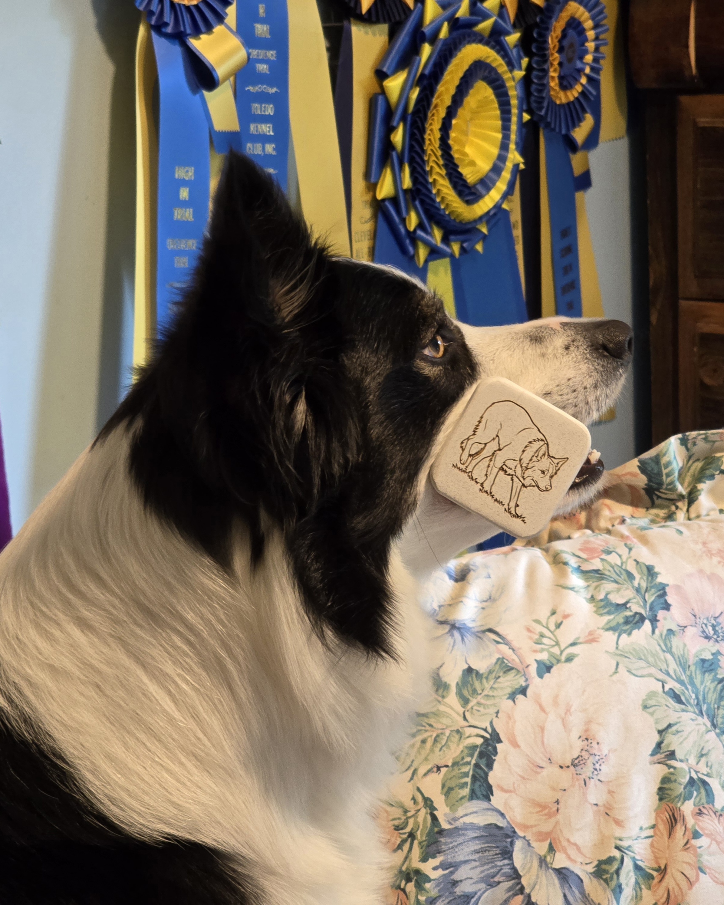  A dumbbell with an engraved classic Border Collie stance, which was taken from a photo of this dog. 