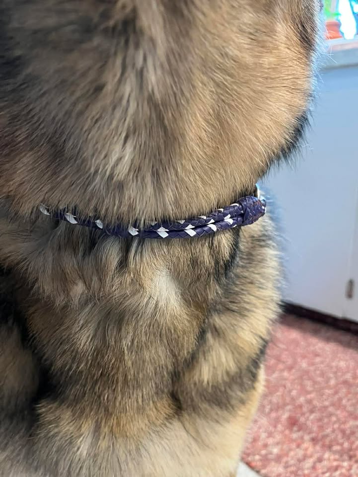  A fancy double strand kangaroo martingale for this German Shepherd Dog. 