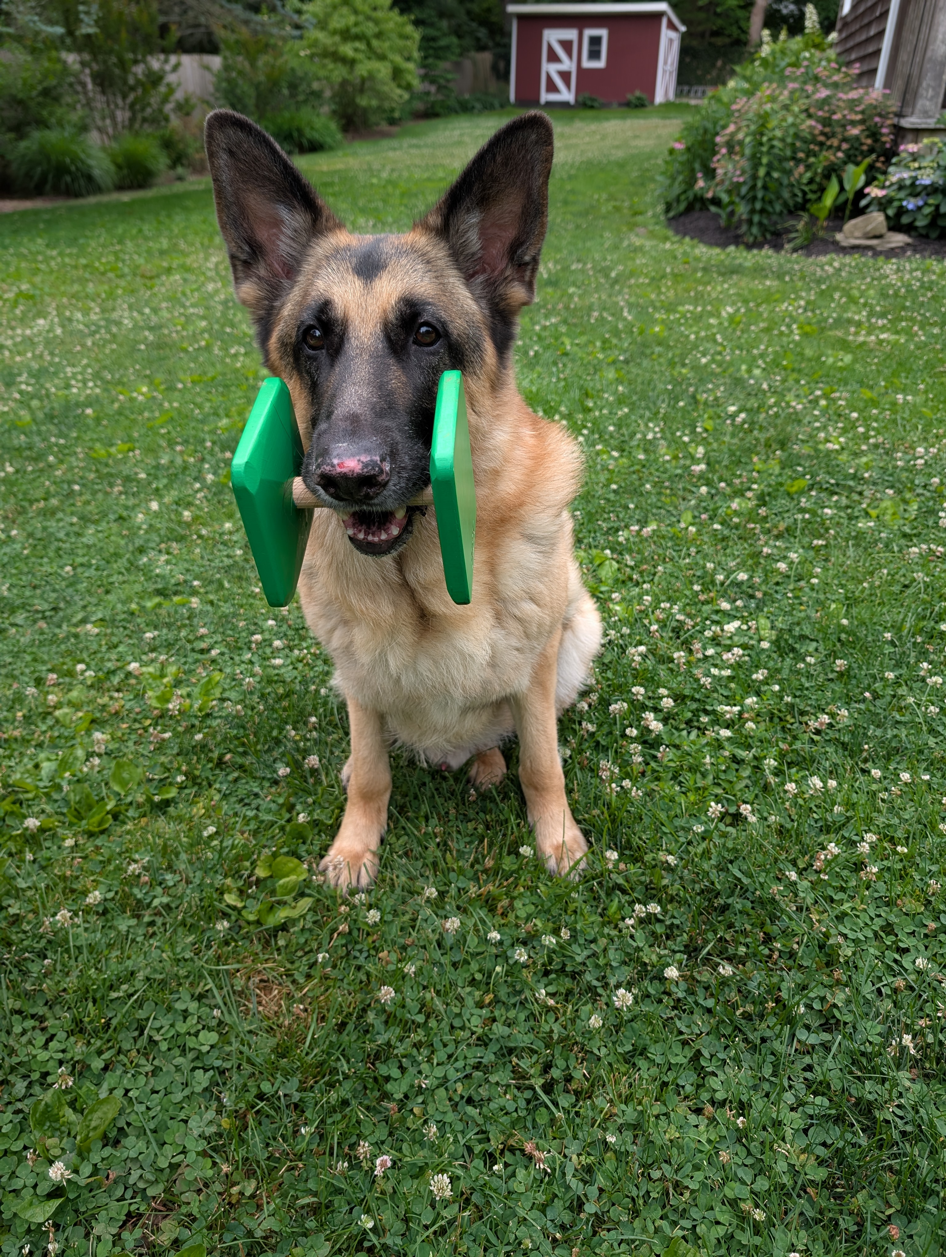  A medical issue required this GSD to have a dumbbell with very tall ends. Now he likes to pick up his dumbbell! 