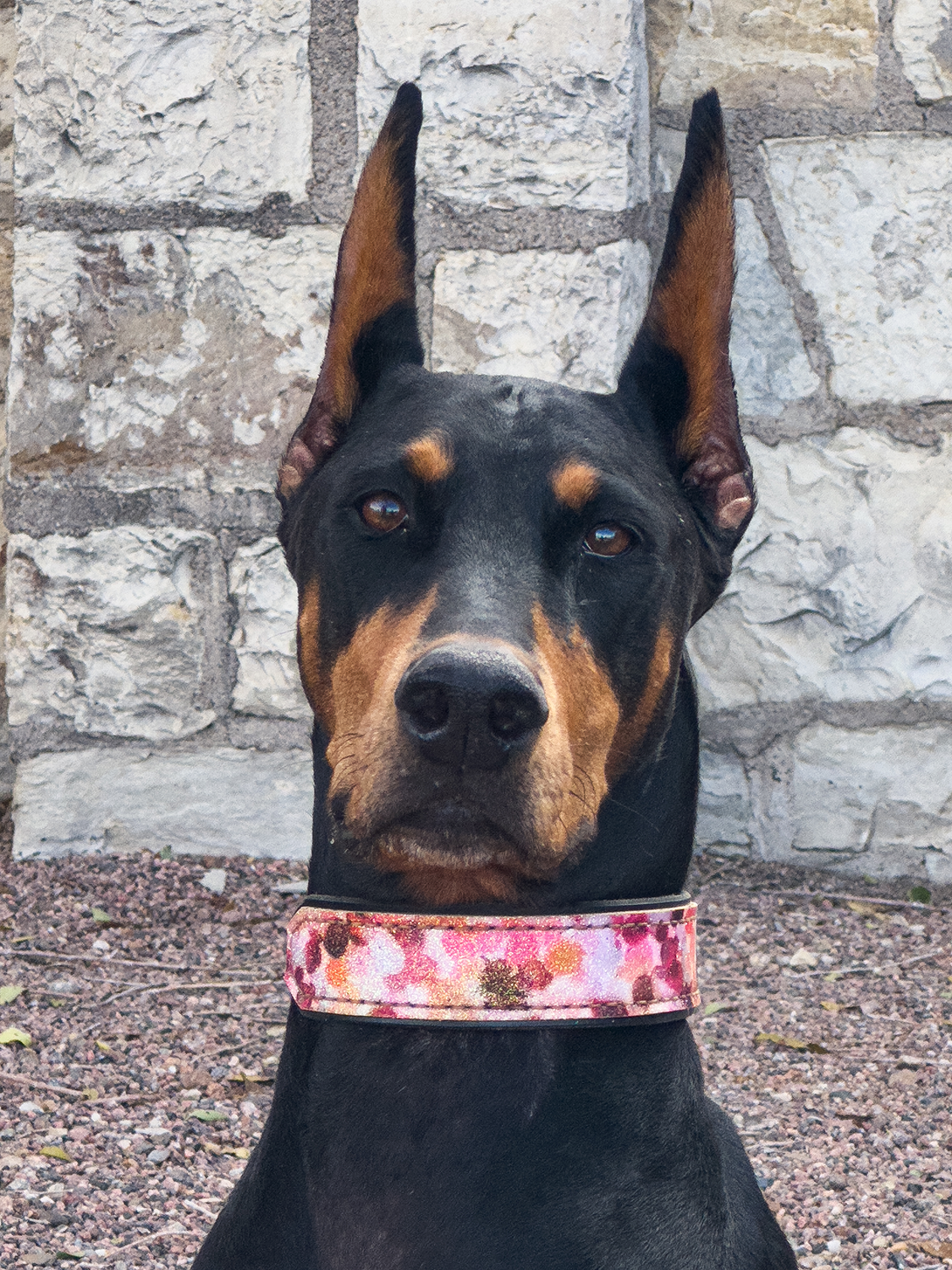  DeeDee, wearing her sparkly new glitter collar. 